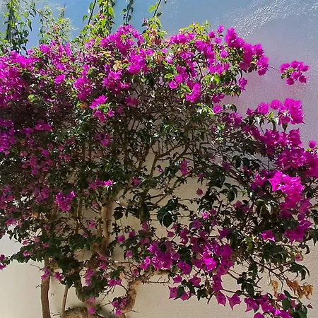 Sao Rafael * Albufeira