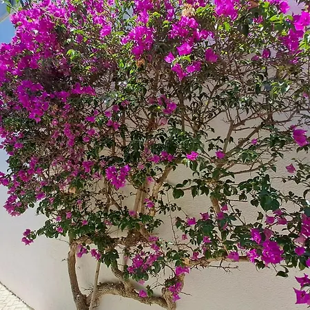 Sao Rafael *